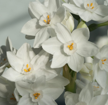 20 bulbs Nir dormant Paperwhite bulbs for SHIPPING