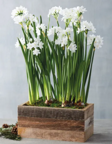 12-20 Prepared Nir Paperwhites in vessel with decorative moss for LOCAL sales only