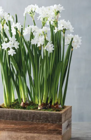6 pack Nir Paperwhites prepared for LOCAL sales only