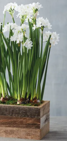 10 Nir dormant Paperwhite bulbs for SHIPPING