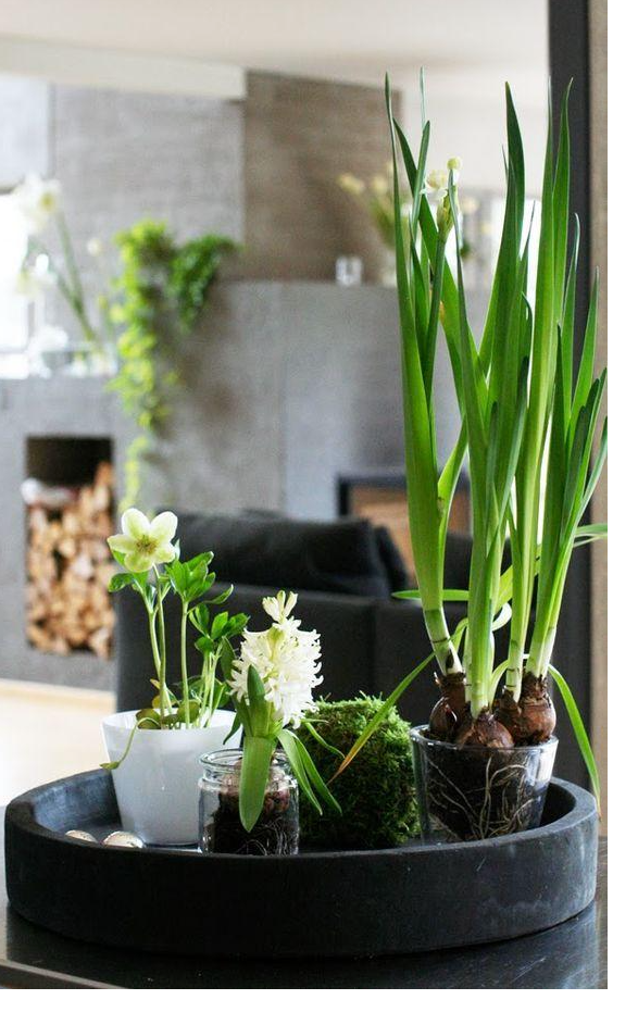 20 bulbs Nir dormant Paperwhite bulbs for SHIPPING