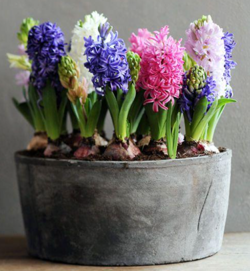 Acqua Hyacinth Bulbs