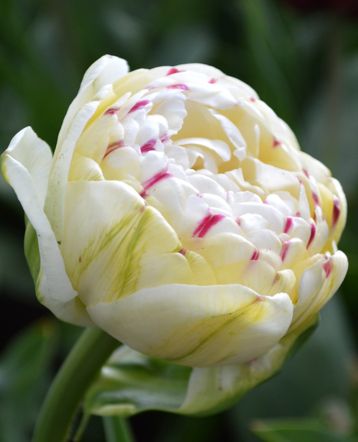 Danceline Peony Tulip Bulbs