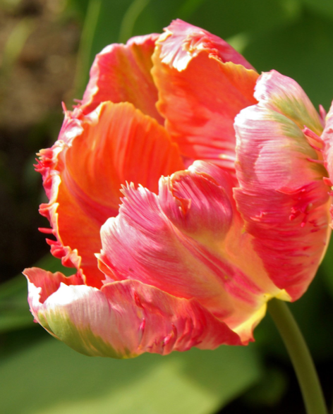 Salmon Parrot Tulip Bulbs