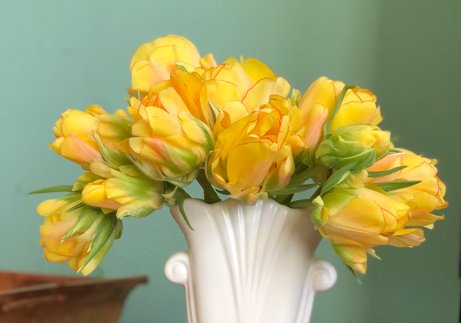 Akebono Peony Tulip Bulbs bulk savings available
