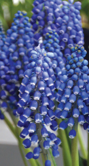 Muscari Bulb Big Smile
