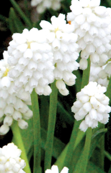 Muscari Bulb White Magic