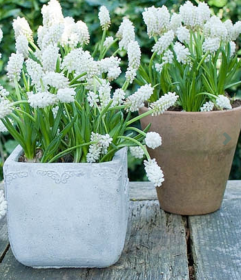 Muscari Bulb White Magic