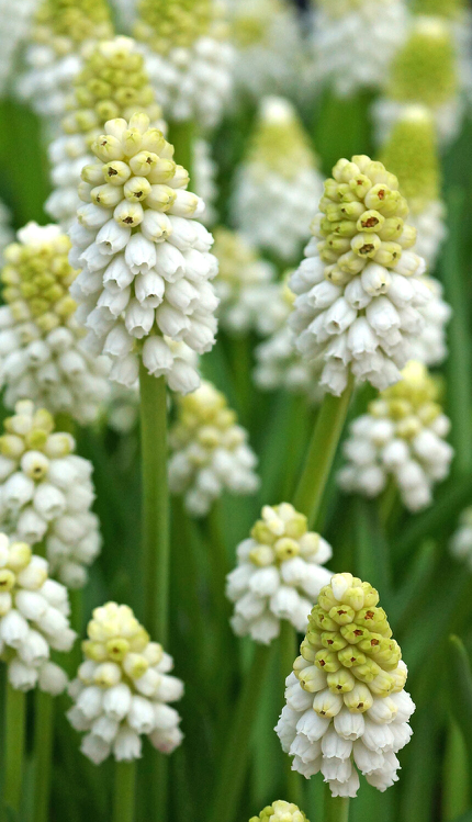 Muscari Bulb White Magic