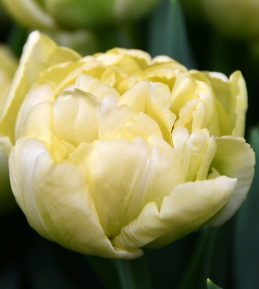Avant Garde Peony Tulip Bulbs bulk savings available