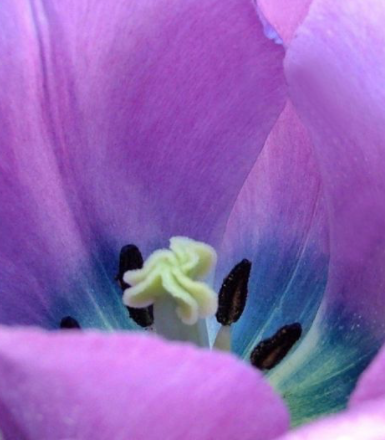 Bleu Aimable Tulip Bulbs