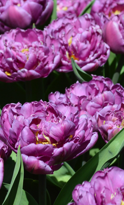 Blue Diamond Peony Tulip Bulbs