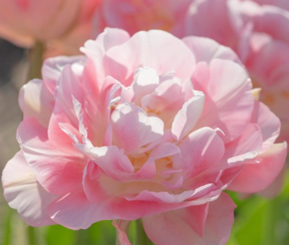 Finola Peony Tulip Bulbs