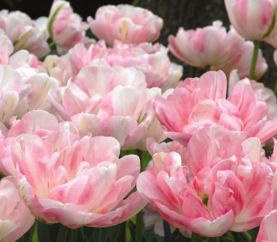 Angelique Peony Tulip Bulbs