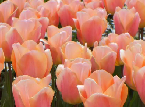 Apricot Beauty Tulip Bulbs bulk savings available