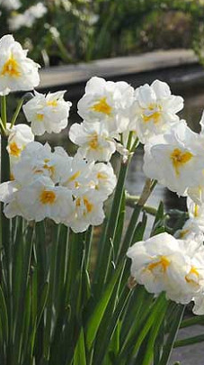 Sir Winston Churchill Daffodil Bulbs