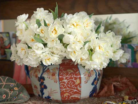 Sir Winston Churchill Daffodil Bulbs
