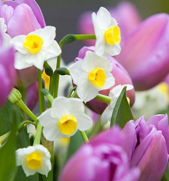 Kapiti Peach Daffodil Bulbs