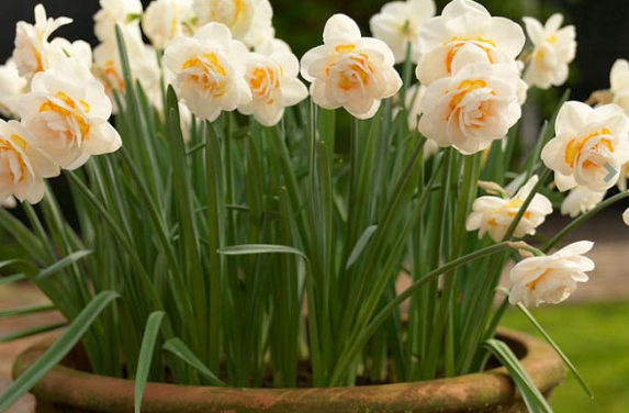 Bridal Crown Daffodil Bulbs