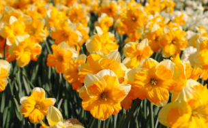 Sunny Girlfriend Daffodil Bulbs