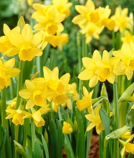Easy Indoor Tete a Tete Daffodil Garden