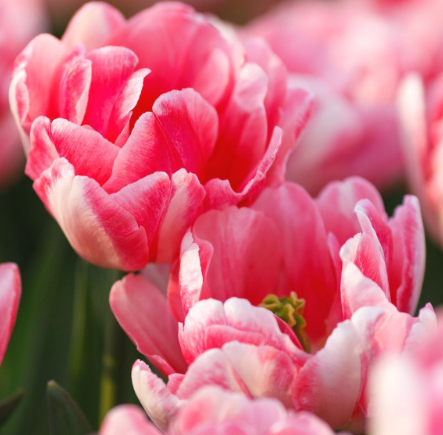 Easy Indoor Foxtrot Tulip Garden