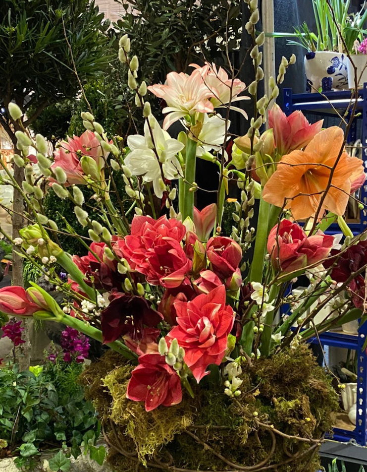 Cut Amaryllis stems