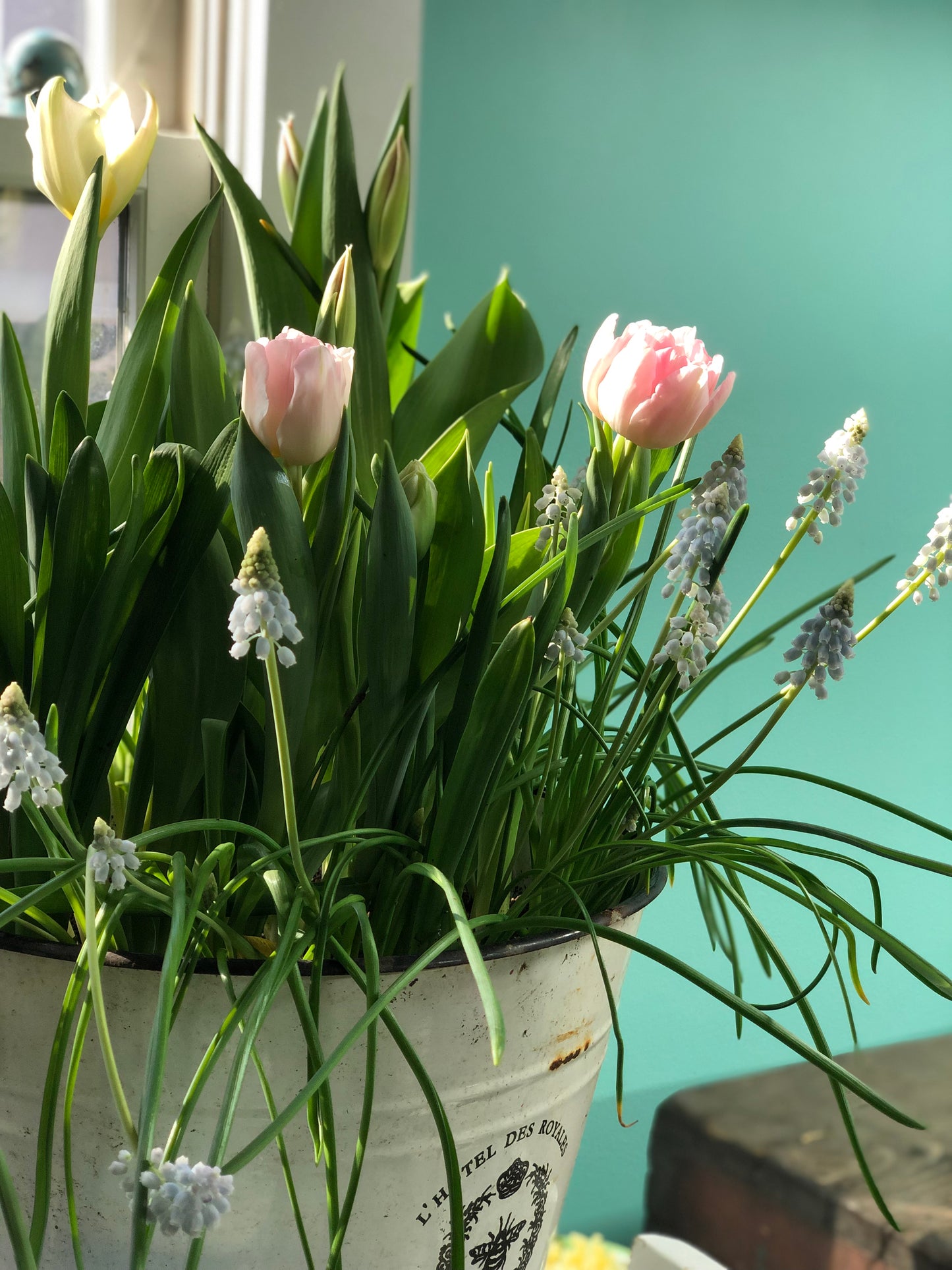 Ready to plant layered bulb "lasagna"