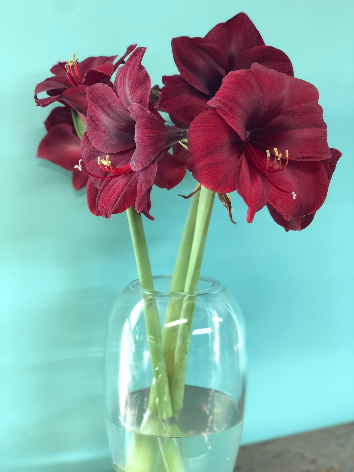 Cut Amaryllis stems