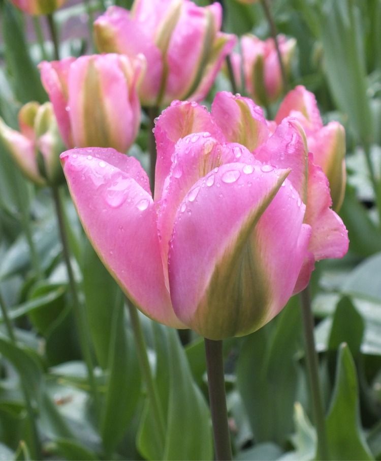 Chinatown Tulip Bulbs