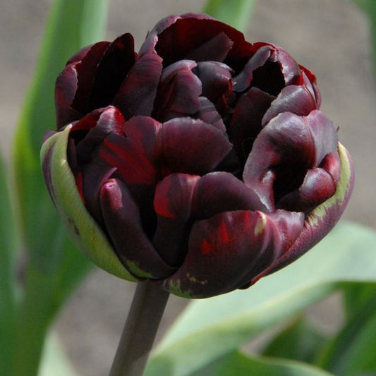 Palmyra Peony Tulip Bulbs