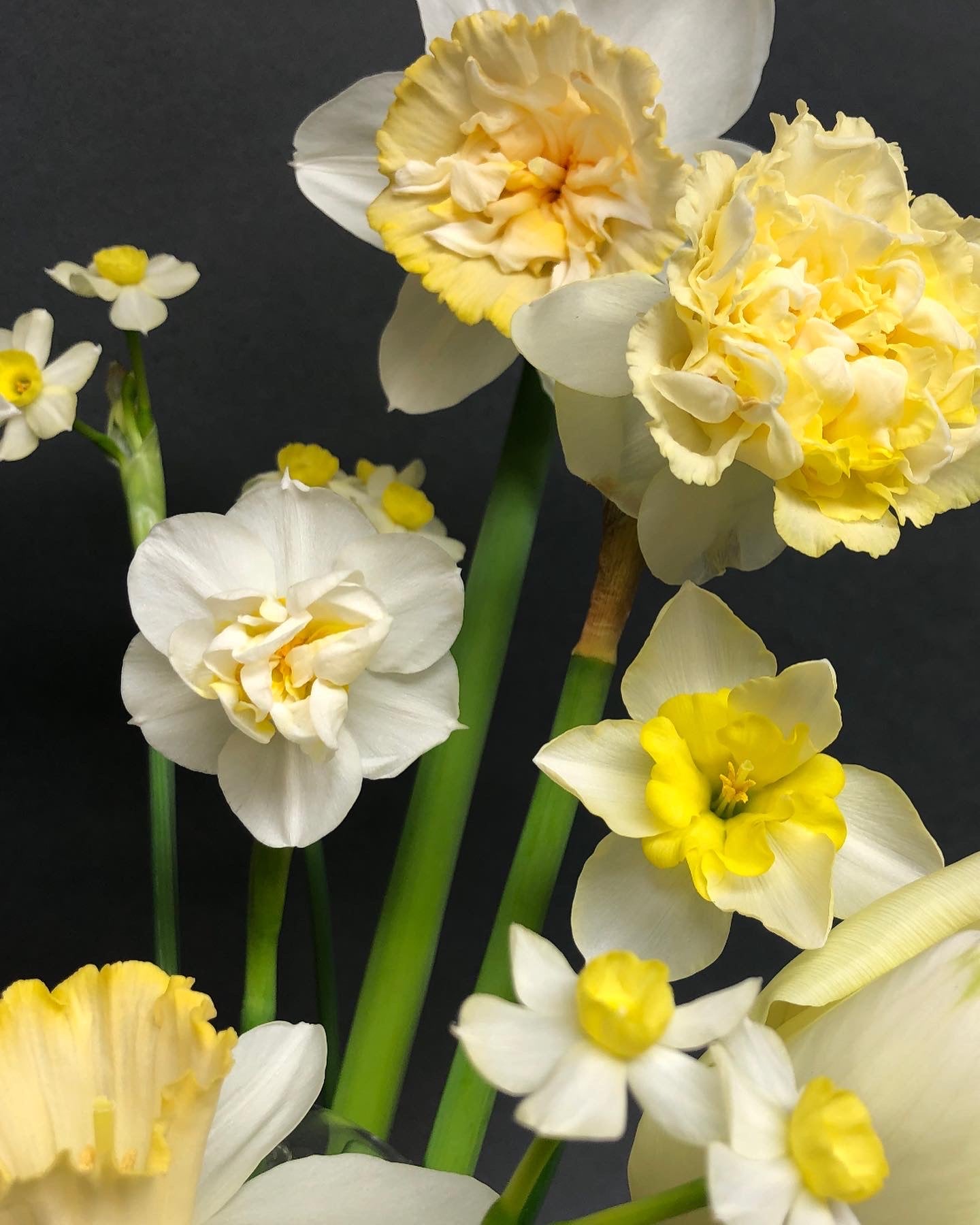 FRESH CUT DAFFODILS