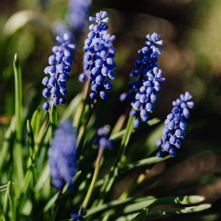 Muscari