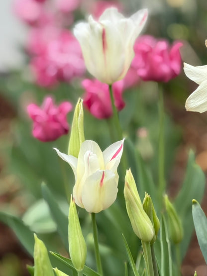 Picture "Crown or Coronet"  Tulip Bulbs