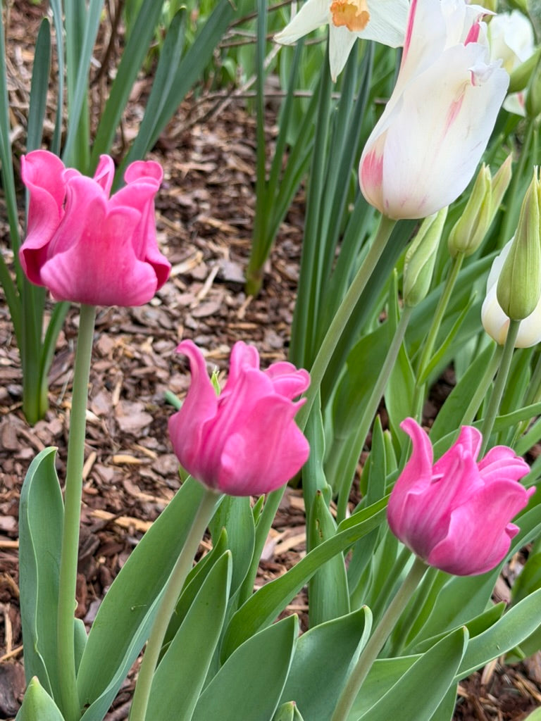 Picture "Crown or Coronet"  Tulip Bulbs