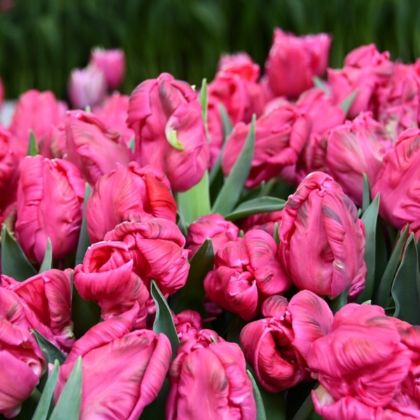 Marvel Parrot Tulip Bulbs--prechilled