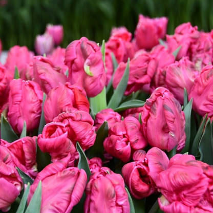 Marvel Parrot Tulip Bulbs--prechilled