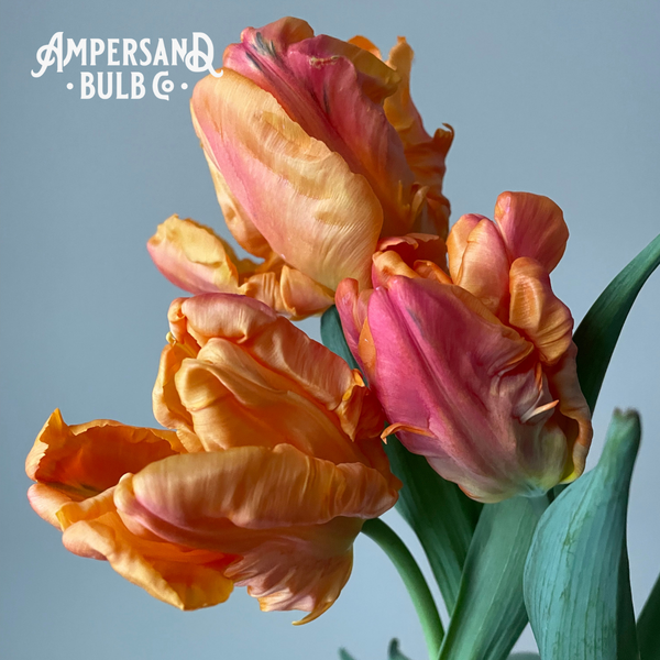 Monarch Parrot Tulip Bulbs
