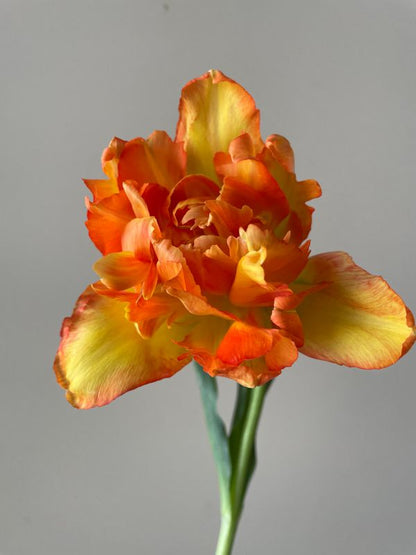 Monte Orange Peony Tulip Bulbs prechilled only