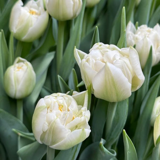 Northcap Peony Tulip Bulbs