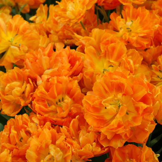 Orca Peony Tulip Bulbs -- prechilled