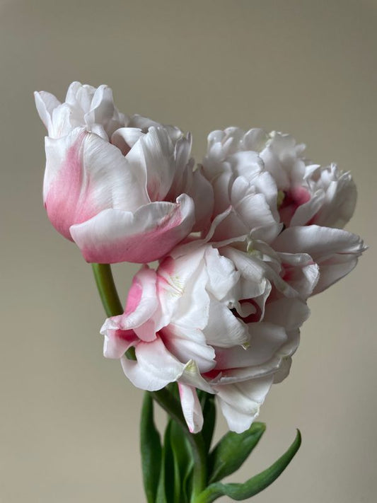 Sambuca Peony Tulip Bulbs--prechilled only