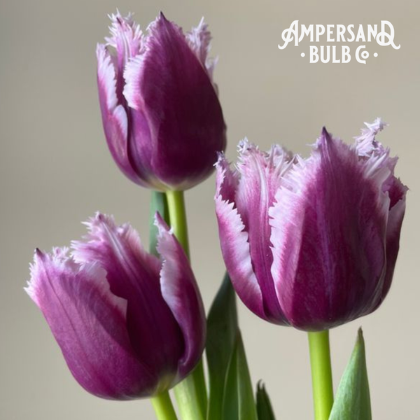 San Martin Fringed Tulip Bulbs