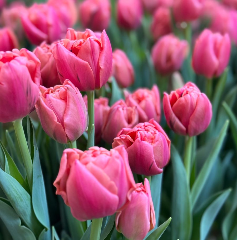 Pink Symbiose Tulip Bulbs--prechilled
