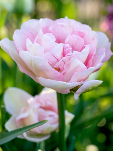 Angelique Peony Tulip Bulbs