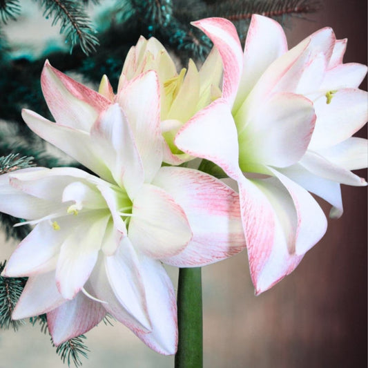 Blossom Peacock Amaryllis