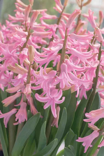 Multi stem "Multiflora" PINK Hyacinth Bulbs