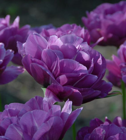 Blue Spectacle Peony Tulip Bulbs