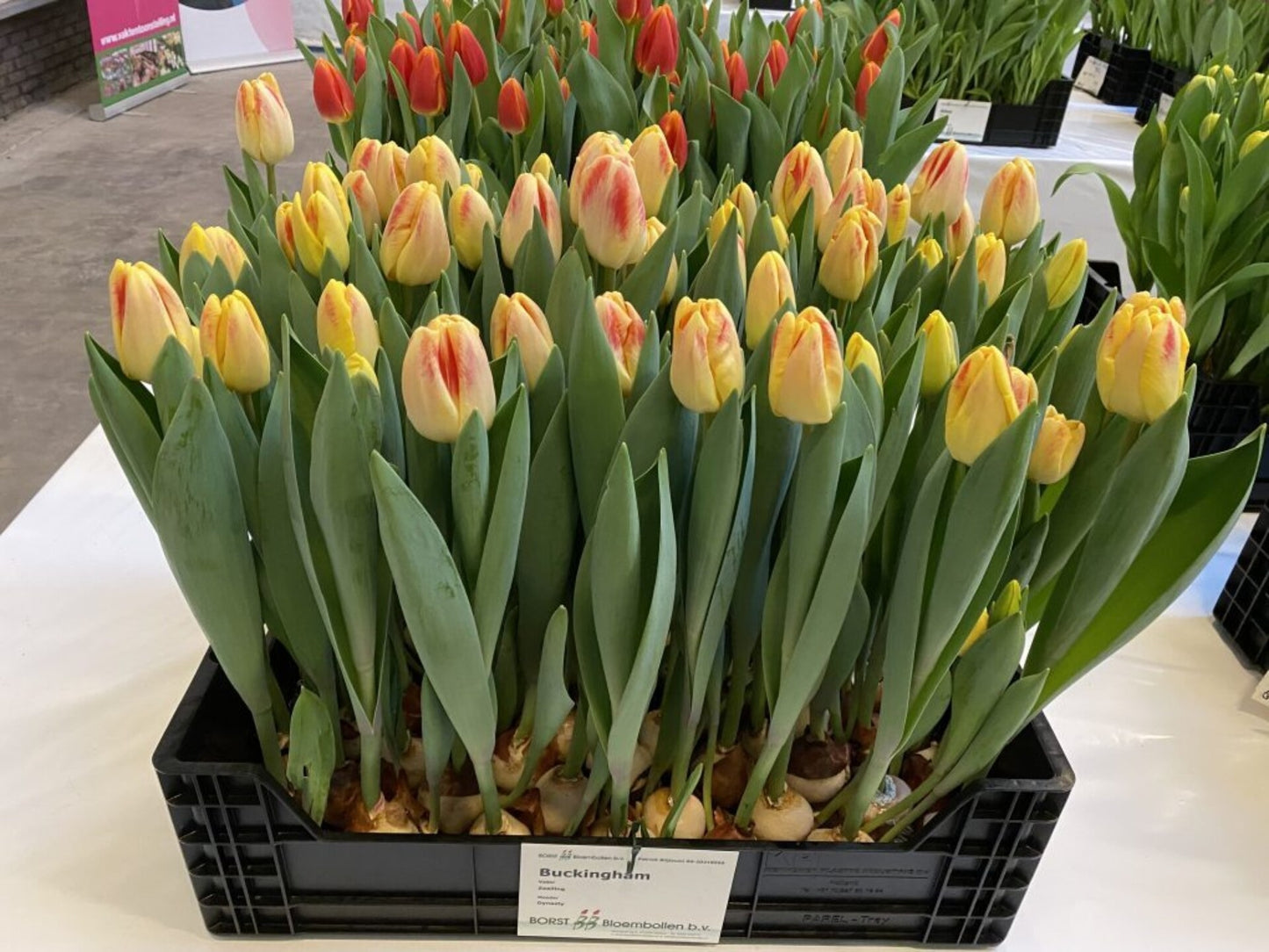 Buckingham Tulip Bulbs