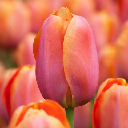 Dordogne Tulip Bulbs